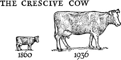 第 6 章·不断长大的奶牛：1860 与 1936 的奶牛